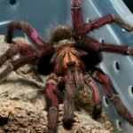 Pamphobeteus sp. “machala” tarantula