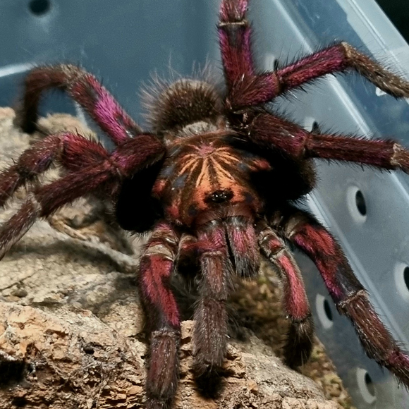 Pamphobeteus sp. “machala”