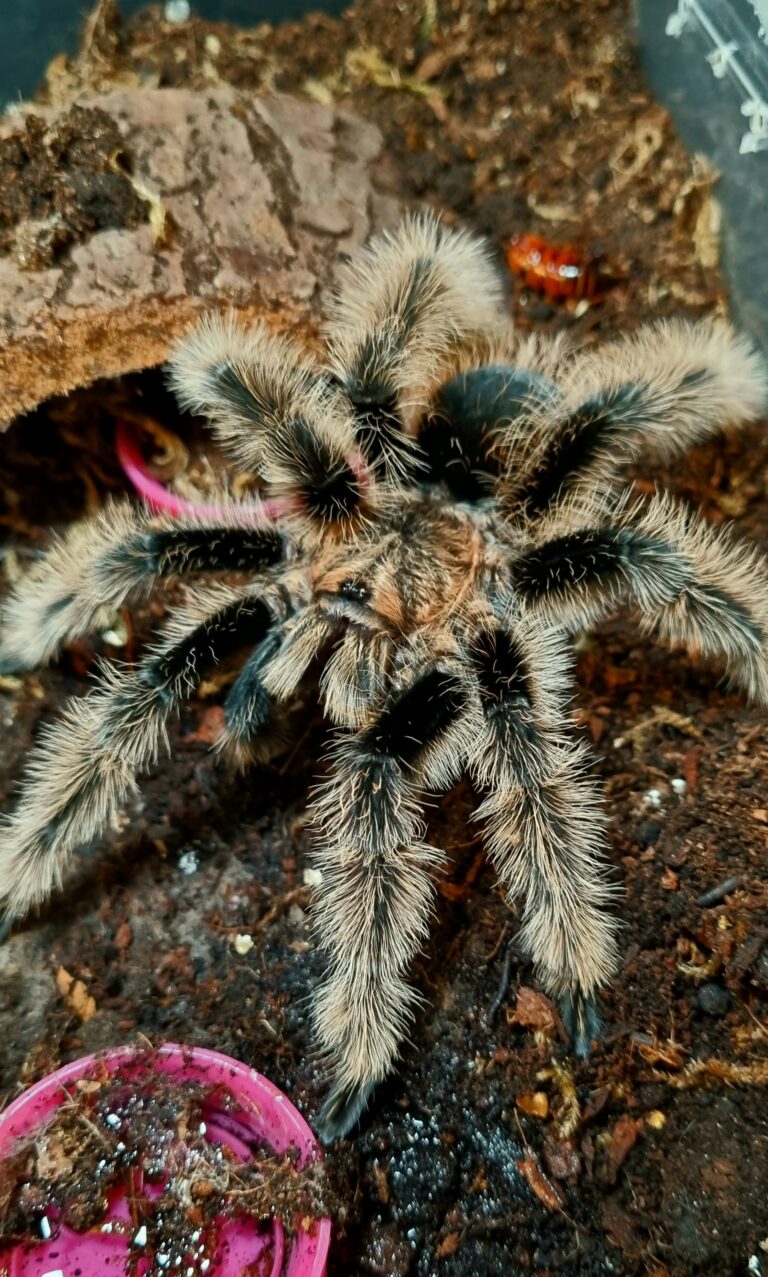 Tliltocatl albopilosus