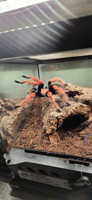 Brachypelma Boehimi