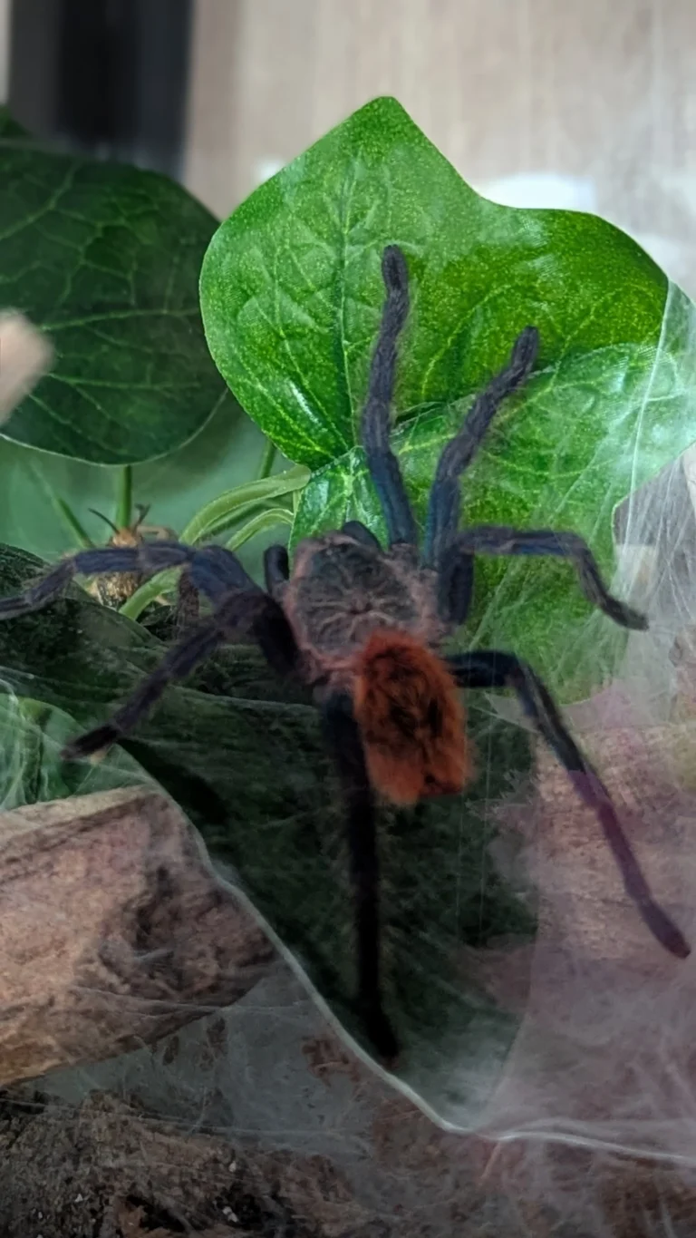 Chromatopelma cyaneopubescens - Sarah Causey-Freeman