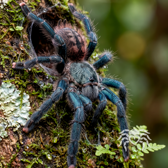 Avicularia variegata