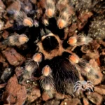 Brachypelma hamorii (Mexican Red-knee Tarantula) tarantula