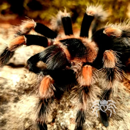 Brachypelma smithi (Mexican Red-knee Tarantula) tarantula