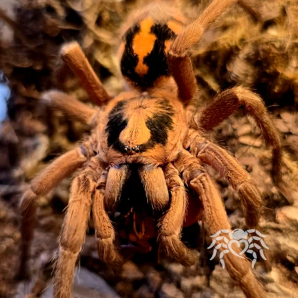 Hapalopus formosus (Pumpkin Patch Tarantula) tarantula