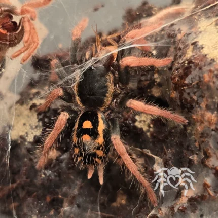 Hapalopus vangoghi tarantula