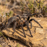 Harpactira cafreriana tarantula