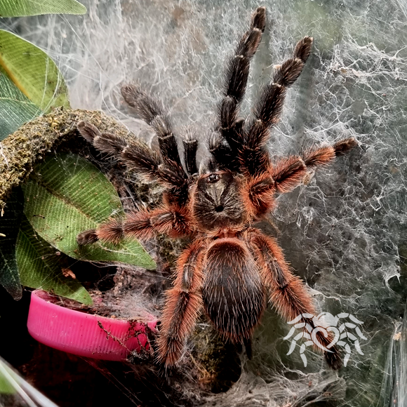 Psalmopoeus victori