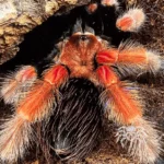 Brachypelma boehmei (Mexican Fireleg Tarantula) tarantula