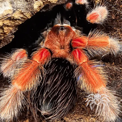 Brachypelma boehmei (Mexican Fireleg Tarantula) tarantula