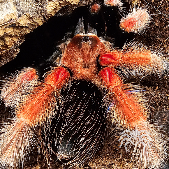 Brachypelma boehmei